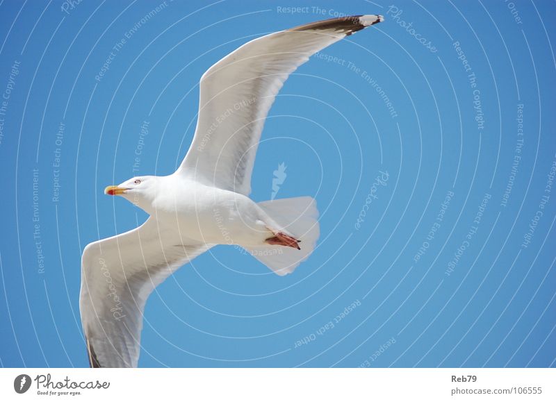 Möwe Ferien & Urlaub & Reisen Strand Vogel Tier Himmel Küste Freiheit Ferne Frieden