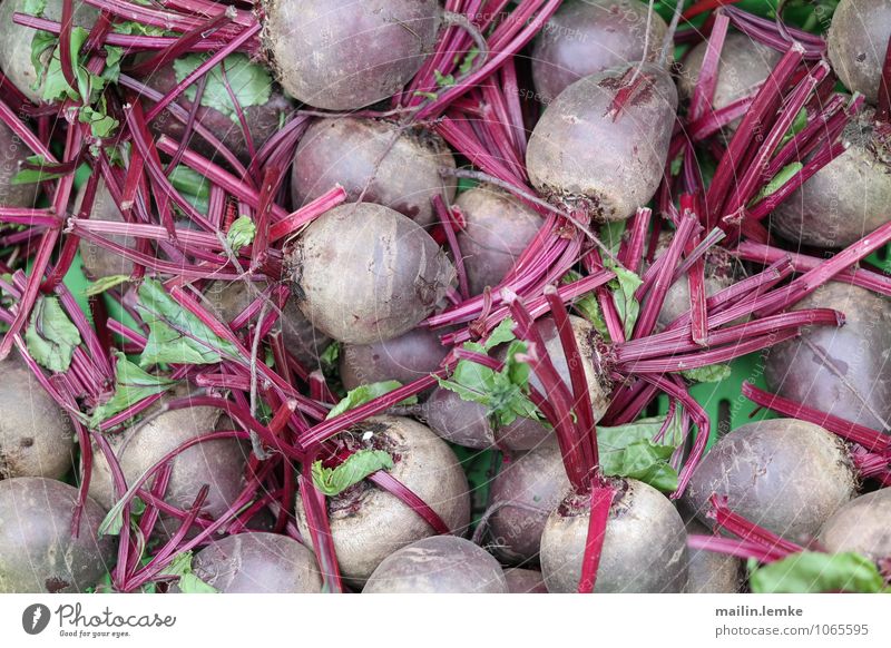 Rote Beete Wurzel Wurzelgemüse Gesundheit groß oben Originalität grün rot Farbfoto mehrfarbig Außenaufnahme Tag Schwache Tiefenschärfe