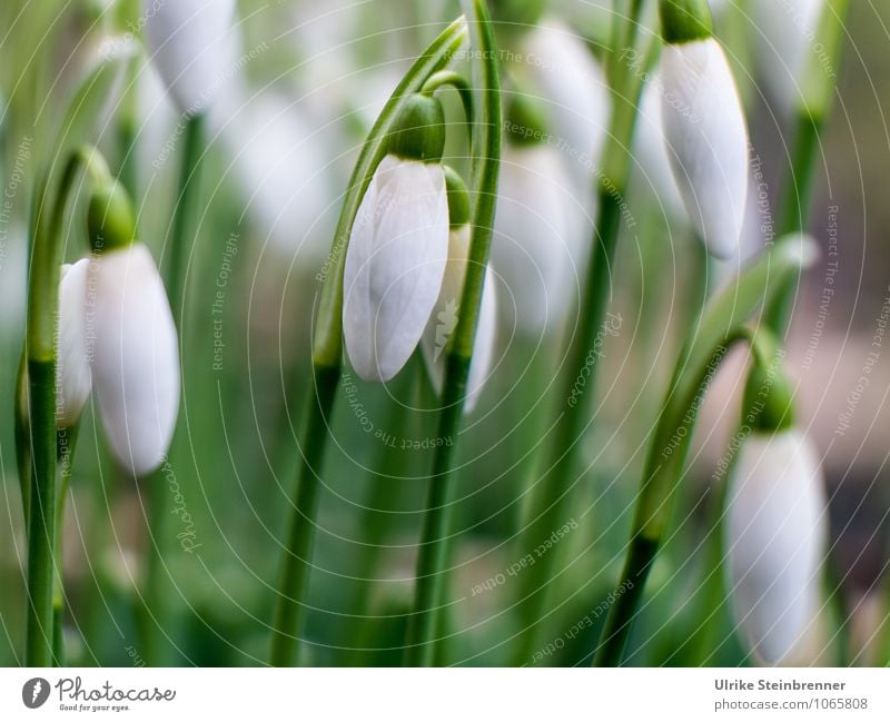 Frühlingsgarde 1 Umwelt Natur Pflanze Blume Blatt Blüte Schneeglöckchen Galanthus Garten Park Wiese Blühend hängen leuchten schaukeln stehen Wachstum ästhetisch