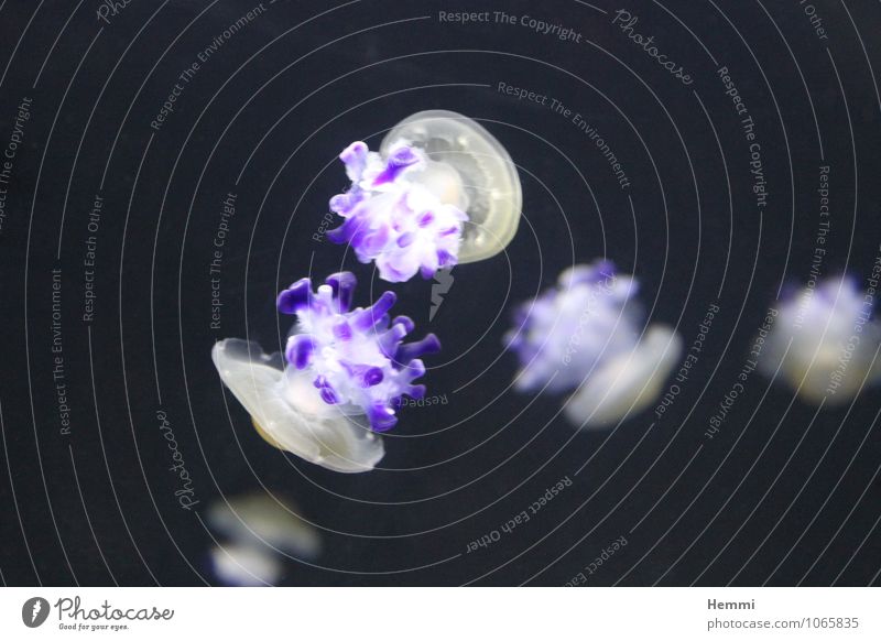 Quallen 4 Tier Tiergruppe Schwarm genießen hängen Schwimmen & Baden Sport Farbfoto Innenaufnahme Nahaufnahme Detailaufnahme Unterwasseraufnahme