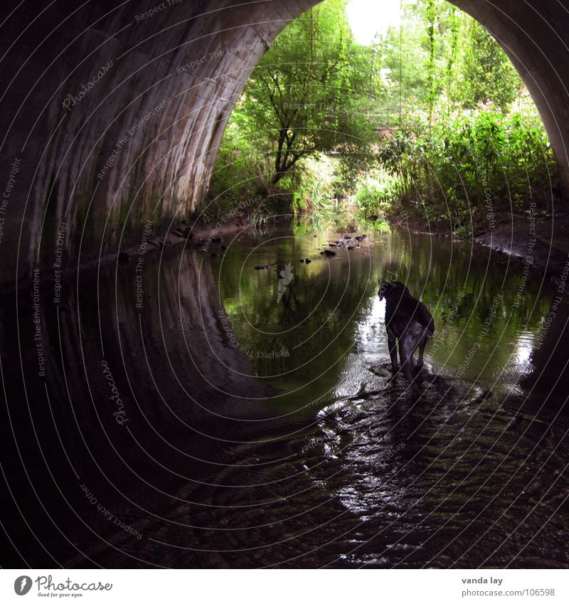 Under the bridge Tunnel Bach Hund Licht Halbkreis Jagdhund Gewässer Urwald dunkel Baum Wald Brücke Fluss Säugetier Wasser water dog deutsch kurzhaar Ende