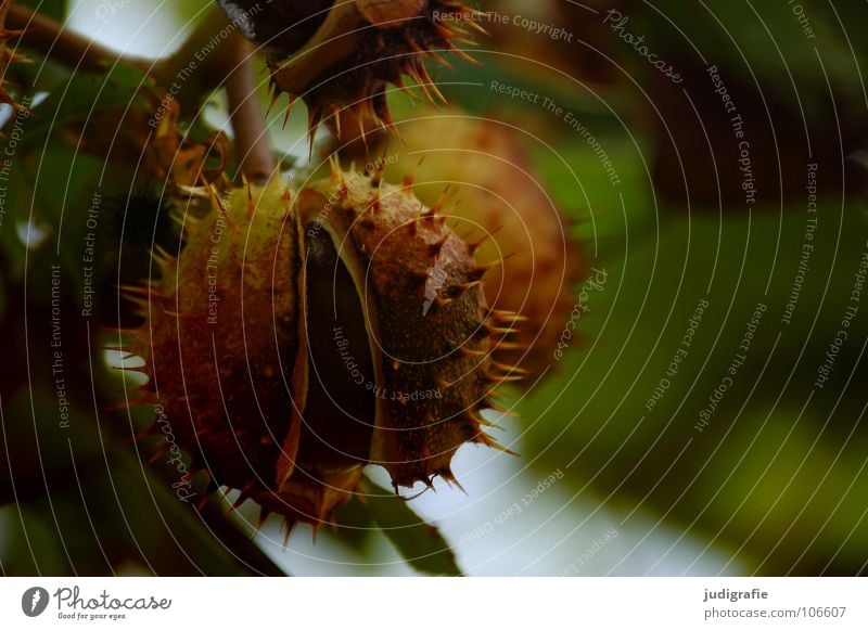 Herbst Baum Blatt Buchengewächs Laubbaum grün Igel Umwelt Farbe Kastanienbaum Zweig Ast Schalen & Schüsseln Stachel Spitze Natur Sommer