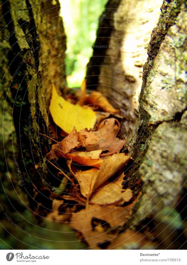 Der Herbst ist bunt ... Baum Birke Blatt braun gelb grün mehrfarbig Schönes Wetter