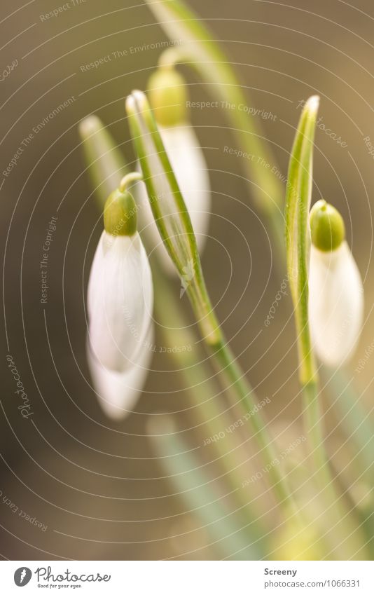 Es frühlingt... Natur Pflanze Frühling Blume Blatt Blüte Schneeglöckchen Garten Wiese Blühend Wachstum klein grün weiß Frühlingsgefühle Beginn zart Farbfoto