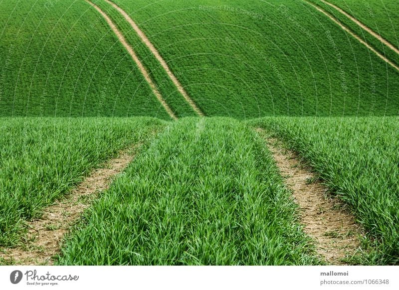 Fahrspuren in landwirtschaftlichem Feld Landwirtschaft Forstwirtschaft Umwelt Natur Landschaft Pflanze Grünpflanze Nutzpflanze Wiese Hügel Linie Streifen