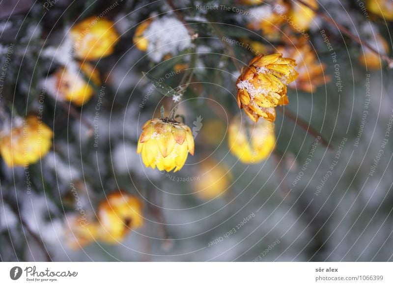 Schneeblumen Umwelt Pflanze Winter Blume Blüte Strohblume Garten gelb grün Schneefall Schneeflocke Farbfoto Außenaufnahme Menschenleer Textfreiraum rechts