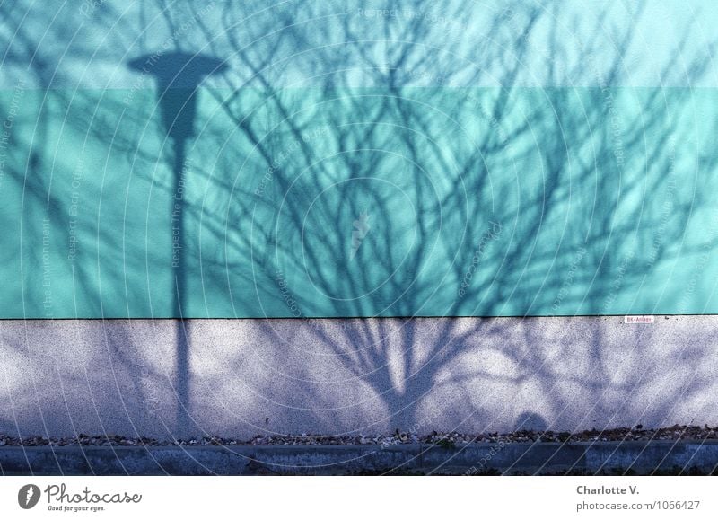 Schattenwelt Sonnenlicht Schönes Wetter Baum Gras Stadt Menschenleer Mauer Wand Beton authentisch außergewöhnlich grau grün schwarz bizarr Farbe Schattenspiel