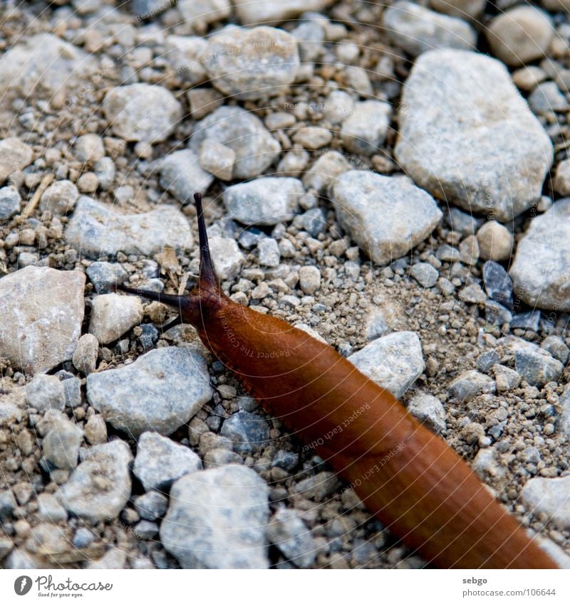 Slug! Nacktschnecken Schleim braun langsam Kieselsteine Schnecke Stein schleichen