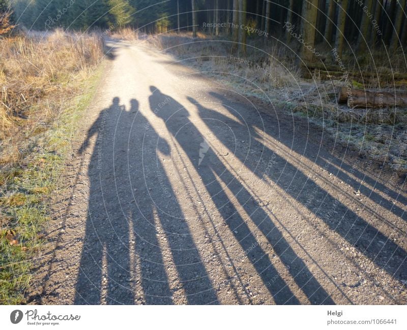 5 Walking-Damen... wandern Mensch Frau Erwachsene Weiblicher Senior Leben 60 und älter Umwelt Natur Landschaft Pflanze Winter Schönes Wetter Eis Frost Baum Gras