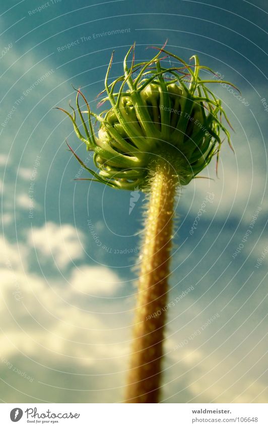 Wilde Möhre Wildpflanze Wiesenblume Blume Stengel Doldenblüte Doldenblütler Himmel Wolken Turm Bionik aufwärts Wildgemüse