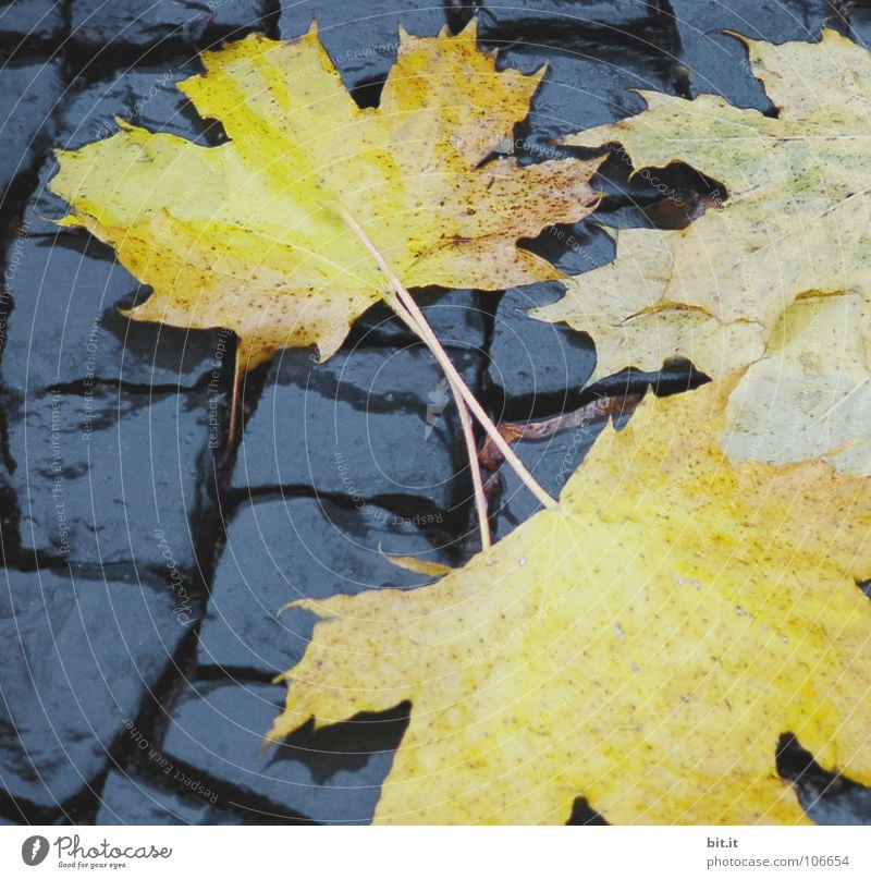 BLÄTTER wiederkommen auftauchen Blatt Ahorn kalt gelehrt braun Herbst Januar Februar Dezember November Ferne Fahrweg schmelzen Winter nußbraun Stengel Eischnee