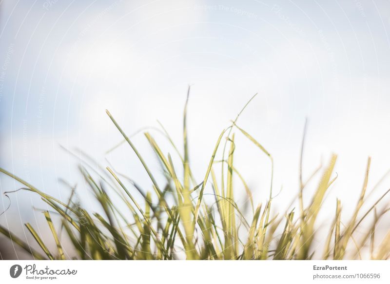 Frise Umwelt Natur Pflanze Himmel Wolken Sonne Sonnenlicht Frühling Sommer Klima Wetter Schönes Wetter Gras Garten Park Wiese ästhetisch hell natürlich blau