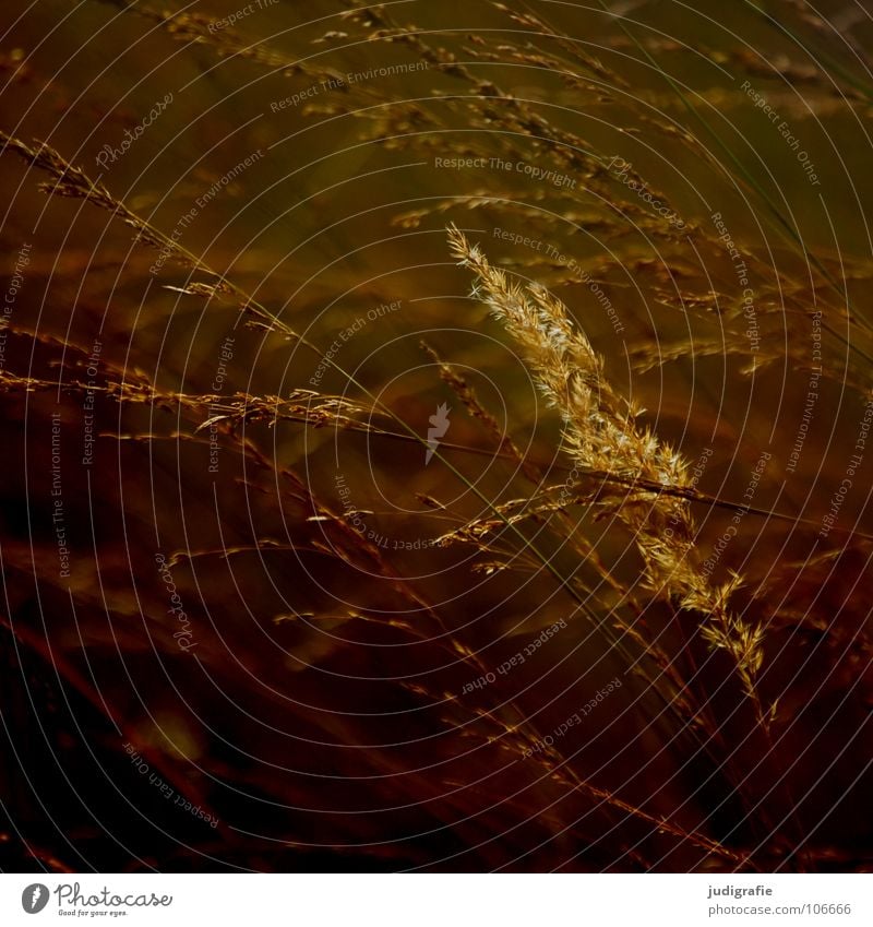 Gras gelb Stengel Halm Ähren glänzend Stimmung schön weich Rauschen Wiese zart beweglich sensibel federartig Farbe gold orange Wind Pollen rispe rispen Erholung
