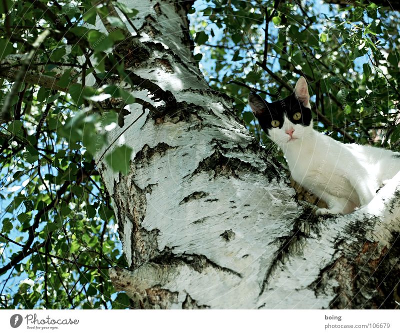 Katze Baum Birke Miau Veterinär springen Krallen lau Tarnfarbe Haustier laufen Flucht Bestandsaufnahme überlagert Schneider Säugetier Bergsteigen Angst Panik