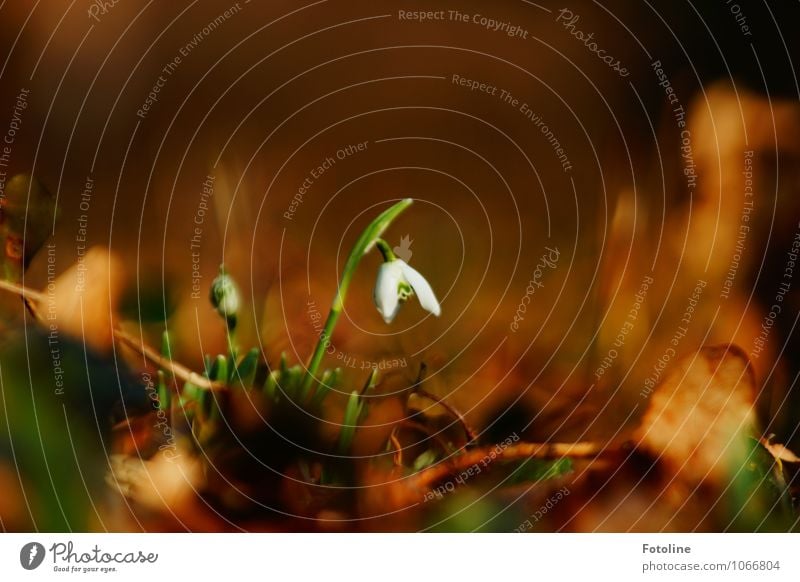 Frühlingsbote Umwelt Natur Pflanze Schönes Wetter Blume Blatt Blüte Garten Park hell nah natürlich braun grün weiß Frühlingsgefühle Frühlingsblume Frühblüher