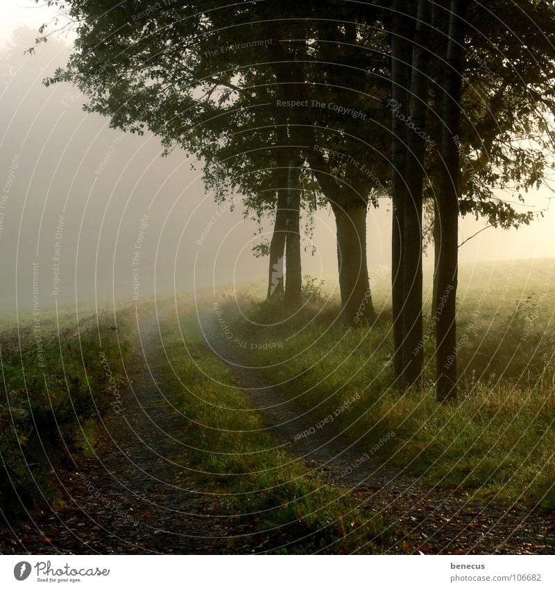 Früh am Morgen Nebel Steinweg bewachsen Gras Wiese Baum Landwirtschaft erleuchten grün grau trist Hoffnung ungewiss Zukunft Herbst Morgendämmerung Fog foggy