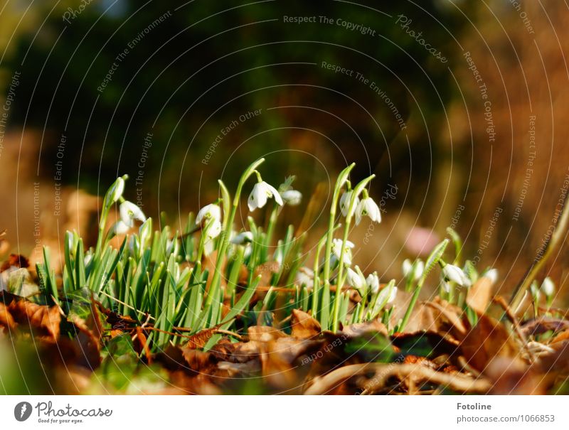 Hallo Frühling! Umwelt Natur Landschaft Pflanze Schönes Wetter Blume Blatt Blüte Garten Park frisch hell nah natürlich braun grün weiß Schneeglöckchen