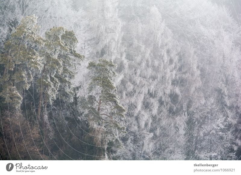 Frostige Angelegenheit Eis kalt Frauenfeld Stählibuck Wohngemeinschaft Schneefall Winter Winterwald Winterstimmung winterfest Wintertag Tanne Baum Einsamkeit