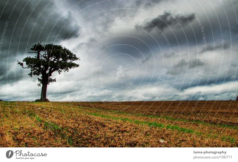 Lonesome Tree Getreide Landwirtschaft Forstwirtschaft Natur Himmel Gewitterwolken Herbst schlechtes Wetter Unwetter Wind Sturm Regen Baum Feld gruselig kalt