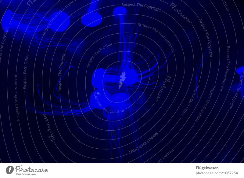 Quallenfoto acht Fisch Zoo Aquarium Schwarm Schwimmen & Baden tauchen Lampe Strahlung Farbenspiel Farbenmeer blau Blauton blaustich Blauverlauf Farbfoto