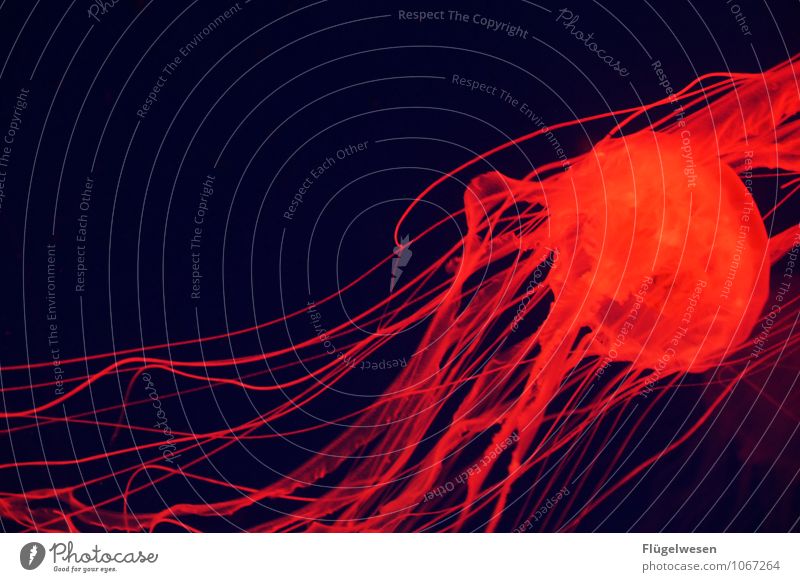 Quallenfoto sechs Tier Fisch Zoo Aquarium 1 Schwarm Schwimmen & Baden Lichterscheinung Lichtschein Lichtspiel Lichtpunkt Lichterkette Lichtstrahl Lichtbrechung