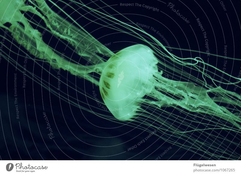 Quallenfoto neun Fisch Zoo Aquarium 1 Tier Wasser Schwimmen & Baden tauchen Wassertropfen Wasseroberfläche Wasserspiegelung grün Grünfläche Grünstich Schnur
