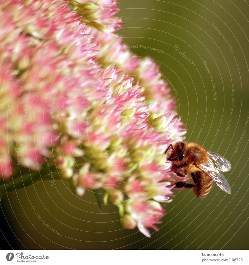 Sommersammlerin Blüte Insekt Biene krabbeln Sammlung fleißig emsig Pollen Staubfäden Honig süß glänzend Physik weich samtig Vorrat Wintervorrat überwintern grün