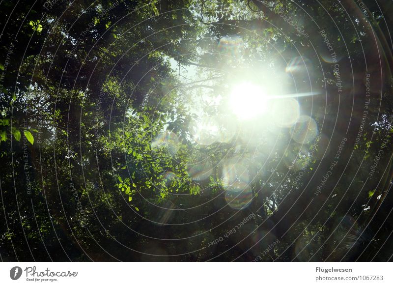 Lichtung Ferien & Urlaub & Reisen Tourismus Ausflug Abenteuer Ferne Freiheit Umwelt Natur Landschaft Klima Klimawandel Wetter Pflanze Baum Blume Gras Sträucher