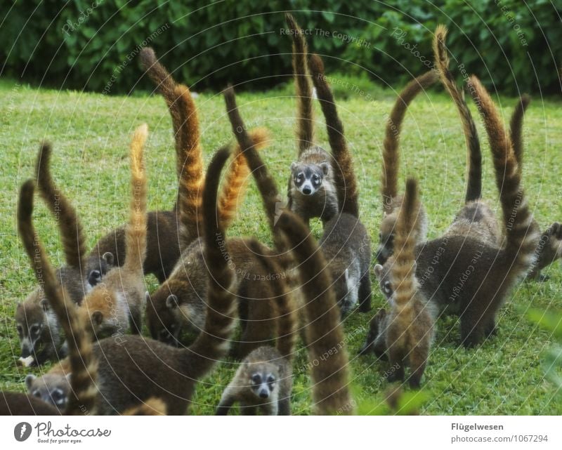 Plage Ferien & Urlaub & Reisen Tier Wildtier Tiergruppe füttern Nasenbär Rudel Mexiko Schwanz Futter Futterneid Fell schön Farbfoto Außenaufnahme