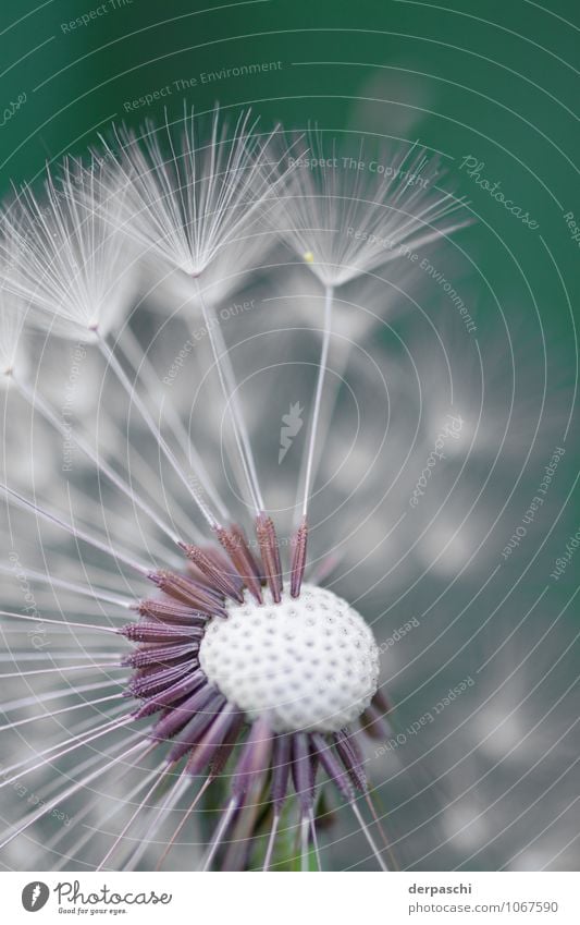 Pusteblume Natur Pflanze grün weiß fein dünn Blume Makroaufnahme Farbfoto Außenaufnahme Menschenleer Tag Unschärfe Schwache Tiefenschärfe