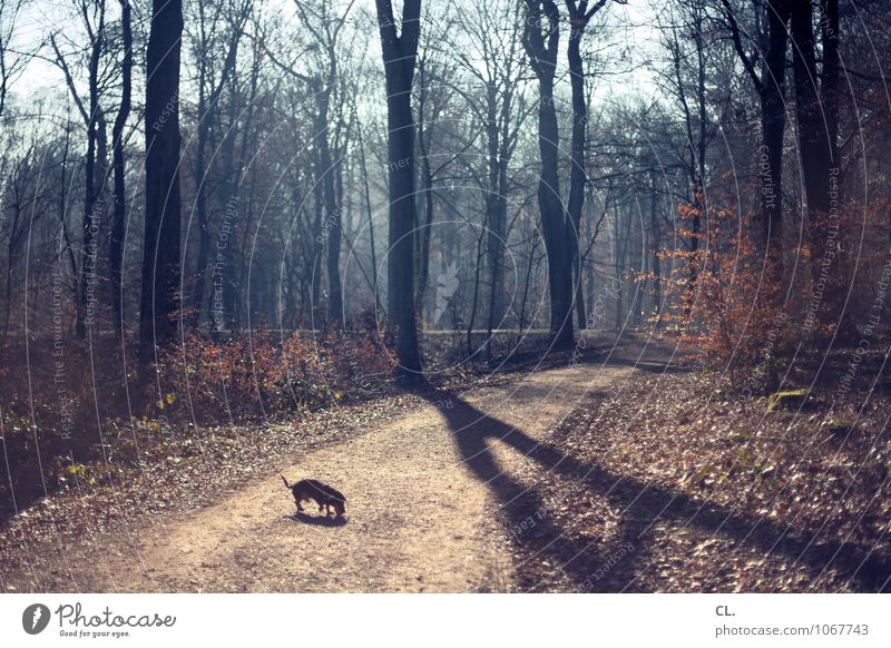 kleiner hund, großer wald Umwelt Natur Landschaft Urelemente Sonnenlicht Herbst Winter Klima Klimawandel Wetter Schönes Wetter Baum Sträucher Wald Tier Haustier