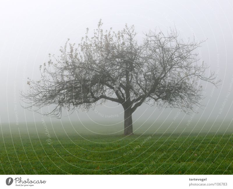 Baum im Nebel feucht kalt schön Natur Trauer Herbst nass Wiese grün frisch Winter Schweiz Landschaft Tree landscape old Fog wet cold Traurigkeit