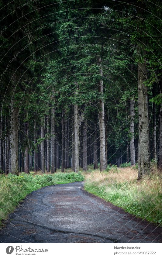 Düsterwald Sinnesorgane wandern Landwirtschaft Forstwirtschaft Natur Landschaft Pflanze Baum Gras Wildpflanze Wald Wege & Pfade bedrohlich dunkel Wachsamkeit