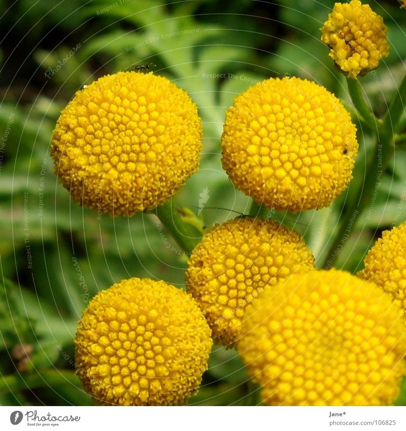 blütenlos gelb grün Blume Pflanze rund Sommer Makroaufnahme Nahaufnahme kamille? flower keine blüten Stempel Natur Jane