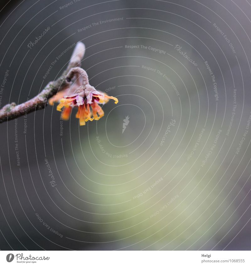 orangefarbene Zaubernuss (Hamamelis) aphrodite Umwelt Natur Pflanze Winter Sträucher Blüte Zaubernussblüte Zweig Park Blühend Wachstum ästhetisch schön klein