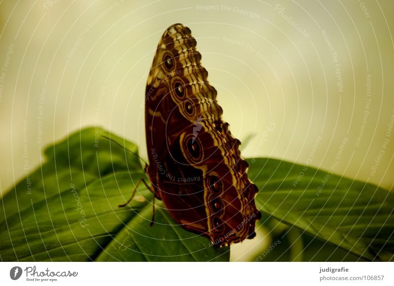 Falter Schmetterling grün Blatt Muster braun groß schön Insekt Fühler Farbe sitzen Natur Leben