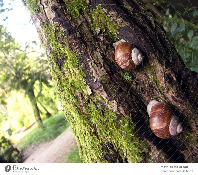 RACE Tier Schleim Haus Schneckenhaus Schleimspur Spuren krabbeln anbiedern Baum Baumrinde Sonnenlicht Unschärfe Insekt Baumstamm Natur Außenaufnahme Tag