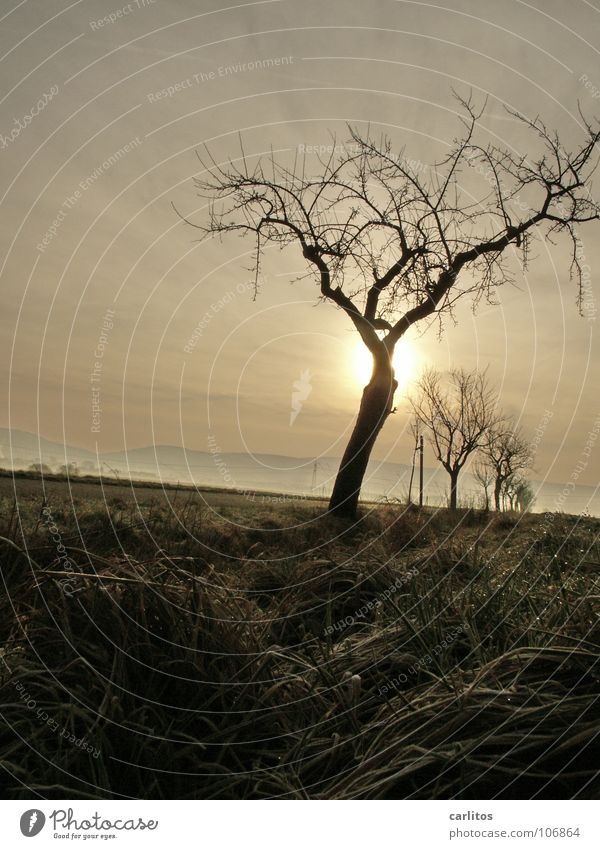 Sommer 2007 Apokalypse Baum Baumreihe Farblosigkeit Winter Sonnenaufgang Gegenlicht Wassergraben Wetter Endzeitstimmung geheimnisvoll verstecken Silhouette