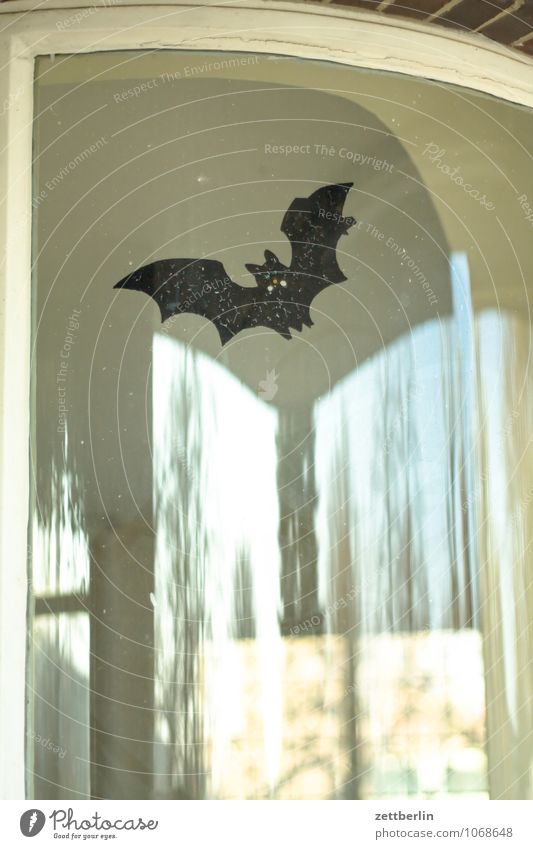 Fledermaus Fledermäuse Dracula Geister u. Gespenster dramatisch Dramatik sage gruselig Halloween Schrecken Karneval fliegen Flügel Glas Fenster Fensterscheibe