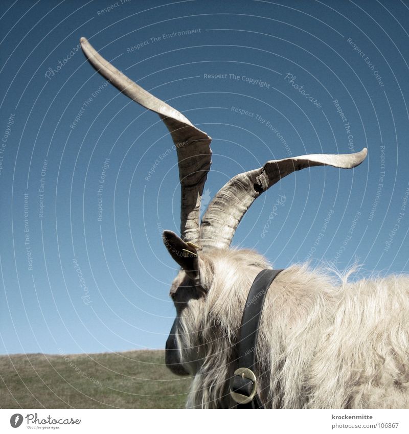 Null Bock Geißbock Tier Wiese Halsband Bauernhof Schweiz Horizont Schnalle Kanton Graubünden Alp Flix Säugetier Horn Natur Alm Wegsehen gehörnt