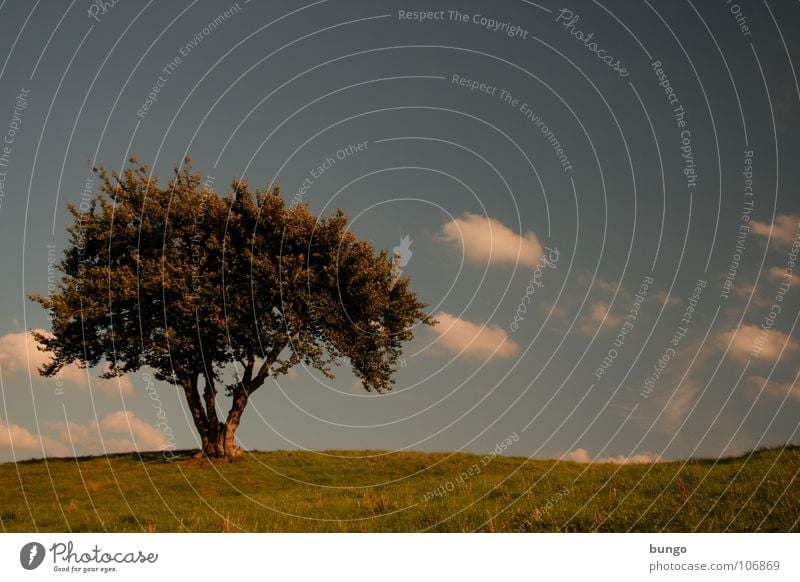 Nachdenken Baum Wolken schlechtes Wetter dunkel bedrohlich Dämmerung Nacht Horizont Sonnenuntergang träumen Traumwelt Einsamkeit harmonisch Farbenspiel Romantik