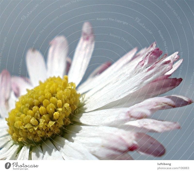 sonnenbad... Natur Pflanze gelb rosa weiß Gänseblümchen Blütenblatt Blume schön Farbfoto mehrfarbig Außenaufnahme Makroaufnahme Tag Hintergrund neutral