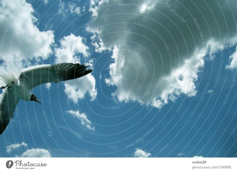 Flug Möwe Vogel Wolken Himmel Aussicht fliegen Blick clouds sky blau Kontrast Natur