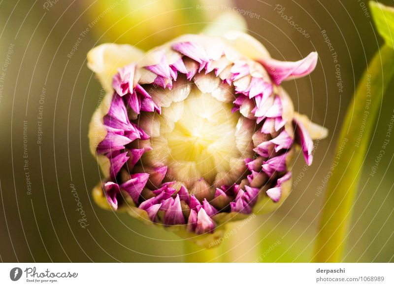 Grand Opening Natur Pflanze Frühling Schönes Wetter Blume grün violett Blütenknospen geschlossen Blühend Farbfoto Außenaufnahme Nahaufnahme Detailaufnahme