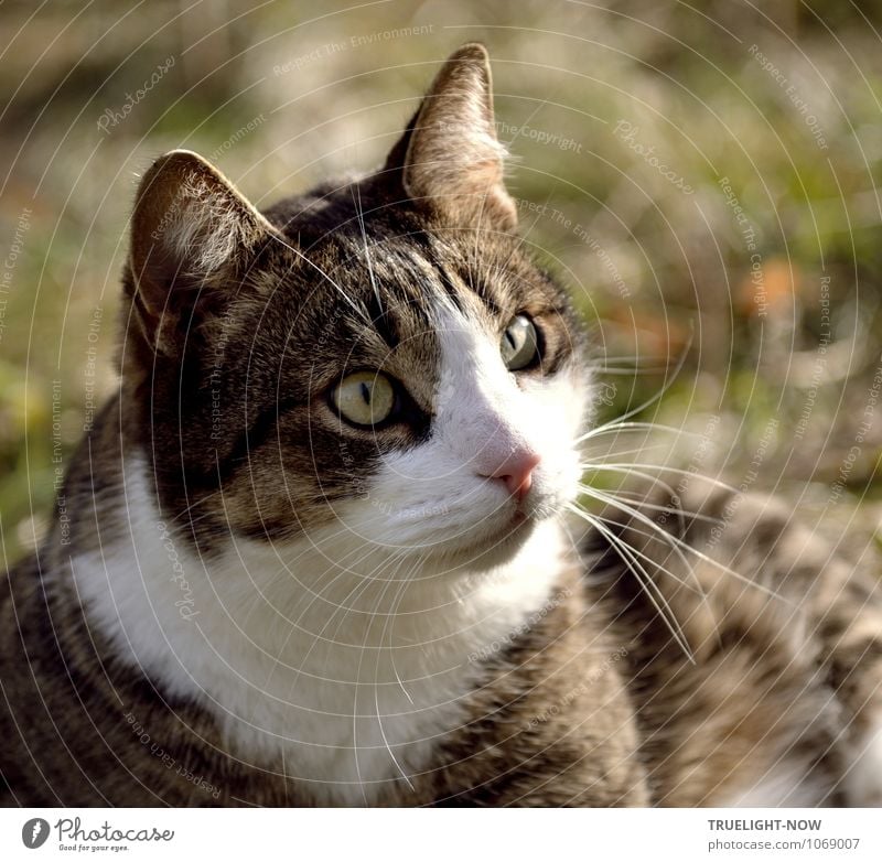 Missverständnis | Aber ich hab' doch keine Eier! Tier Haustier Katze 1 beobachten Denken sprechen glänzend hören Kommunizieren lernen Blick warten authentisch