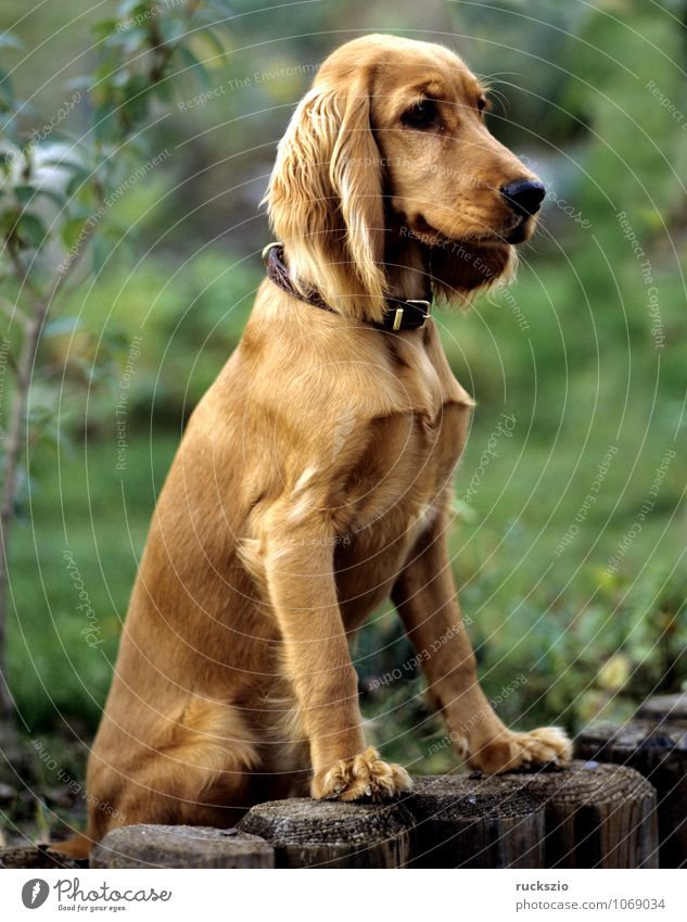 Cocker, Spaniel, Roter, Tier Haustier Hund rot Jagdhund Apportierhund Stoeberhund Wasserhund Hunderasse Junger Familienhund Rassehund Kopf Portrait Haushund