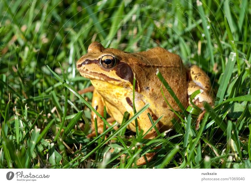 Grasfrosch, Rana temporaria, Natur Tier Wildtier Frosch authentisch braun grün Amphibie Froschlurche Springfrosch Taufrosch Maerzfrosch Laich Amphibien Lurch