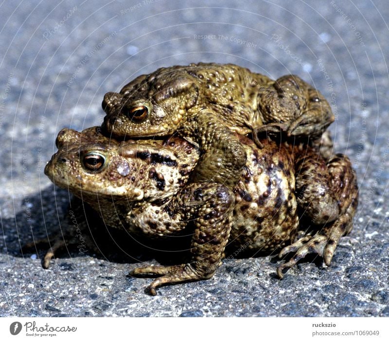 Kroete, Bufo bufo, Erdkroete, Paarung Natur Tier Wildtier Frosch frei schwarz weiß Kröte Erdkröte Amphibie Lurch amphibians frogs Froschlurche