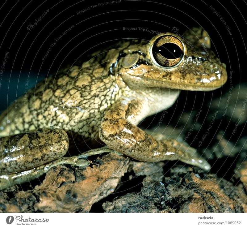 Kubalaubfrosch, Osteopilus, septentrionalis, Tier Frosch braun Amphibie amphibians Amphibien animals Froschlurche Wirbeltier Laubfrosch Lurch Froschart