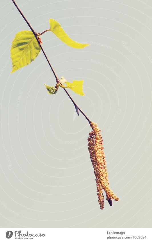 Zweig Umwelt Natur Himmel Frühling ästhetisch einfach frisch schön Detailaufnahme Ast grün braun grau Zweige u. Äste Frühlingsgefühle hängend einzeln